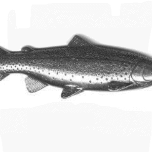 Rybársky odznak pstruh dúhový Brown Poľovnícke potreby